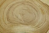 Polished Devonian Domal Stromatolite Slab - Russia #365089-1